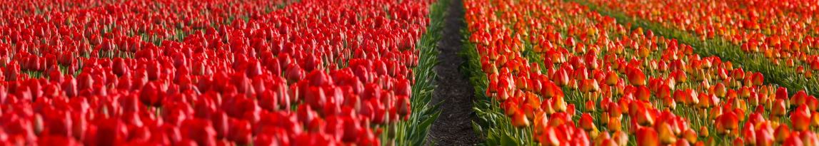 Sitecore en de error page